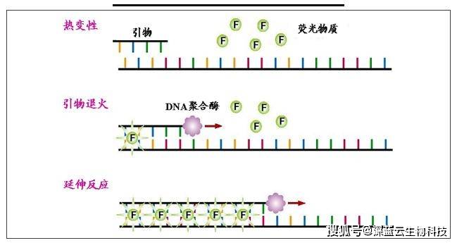 深蓝云qpcr知识小课堂sybrgreen染料法