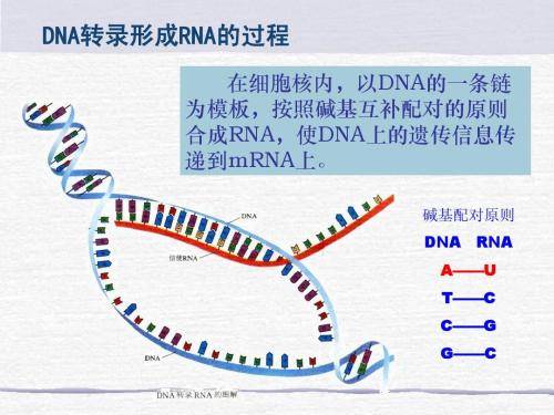 研究人员|乙肝深度测序，HBVRNA，反映cccDNA核心抗原转录活性