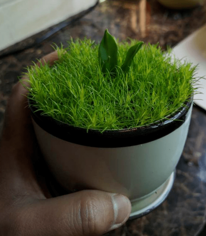 原创苔藓养不好,换爱尔兰苔草,剪一剪,叶子疯长!