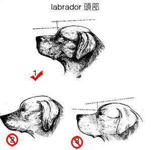 大部分人养的拉布拉多都是串,纯种有4个特点,你的狗纯吗?_狗狗