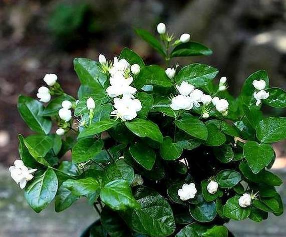 哪些花适合用淘米水来浇花 e71f4975a803433e92482e013225e87c.jpeg