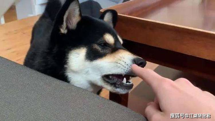 狗类智商排名_狗智商排名(3)