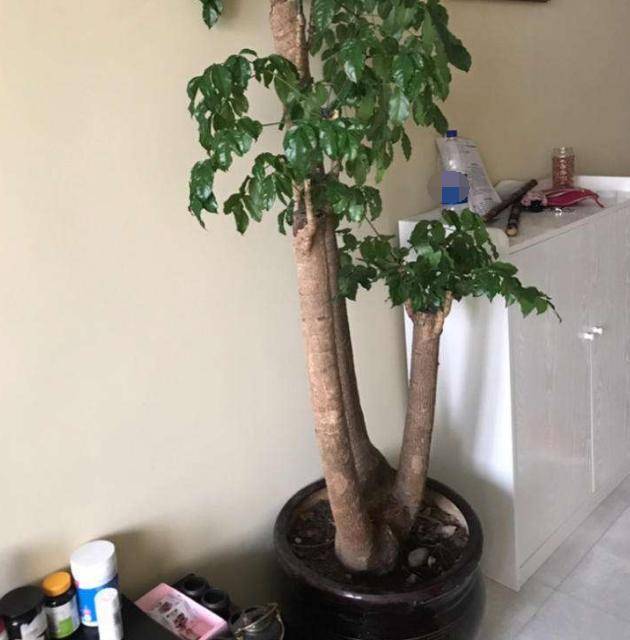 什么人不能养幸福树 b2622f6e2d0a4eafa2a83df5a1d43517.jpeg