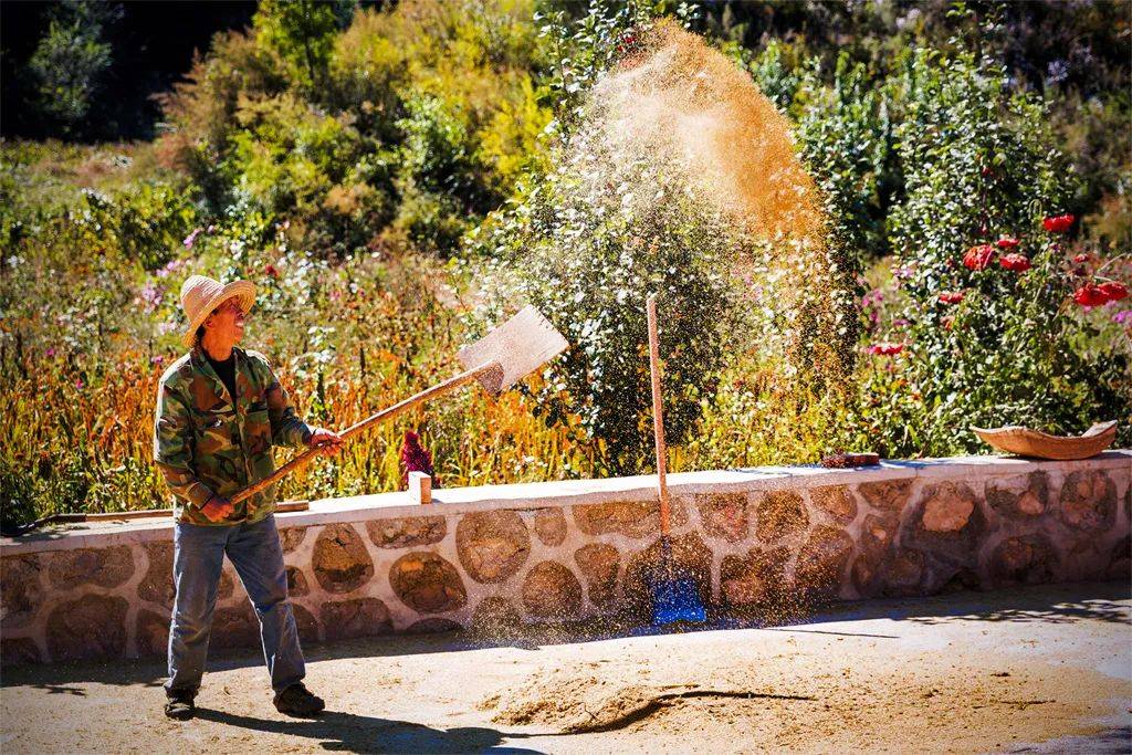 小米|150天修炼期只为这一碗米油浓稠小米粥延庆山地小米十月秋收