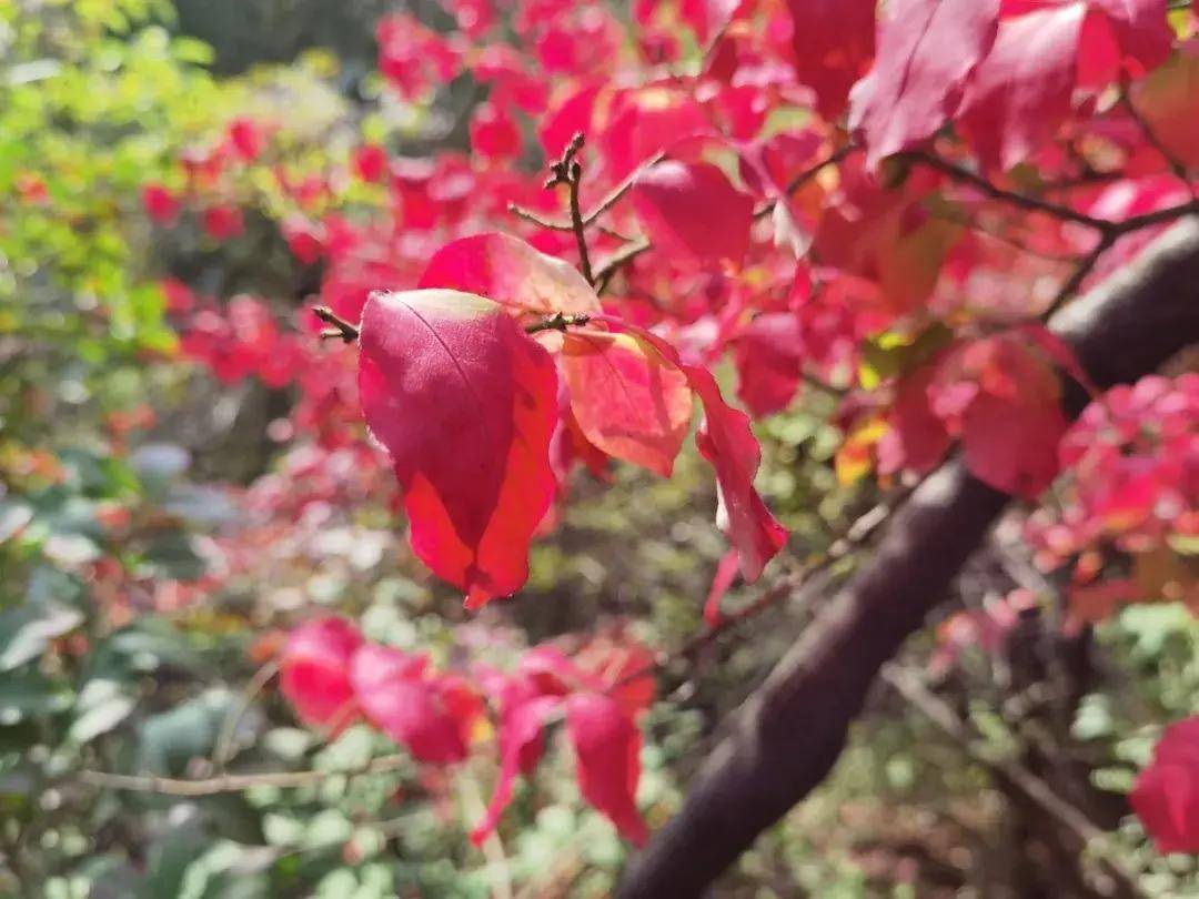 秋游济南秘境佛峪大峡谷 秋游济南秘境佛峪大峡谷