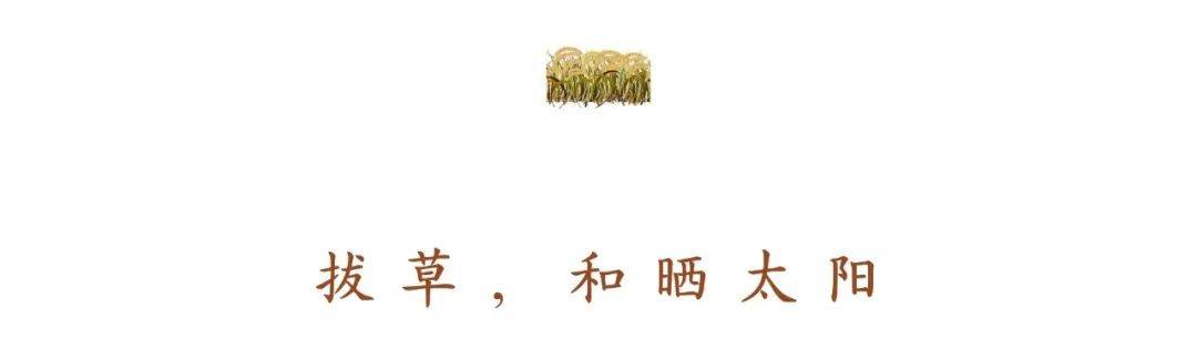 小米|150天修炼期只为这一碗米油浓稠小米粥延庆山地小米十月秋收