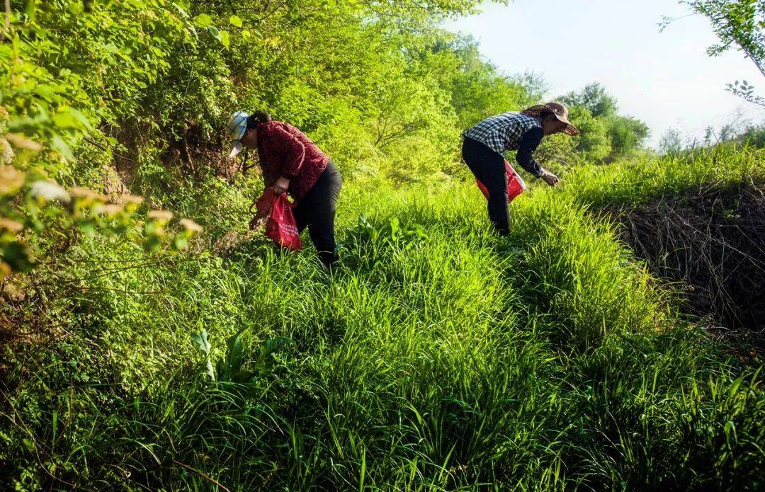 小米|150天修炼期只为这一碗米油浓稠小米粥延庆山地小米十月秋收