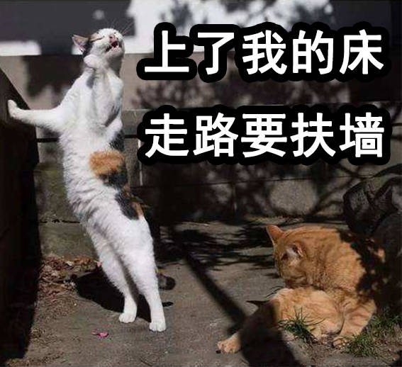 爱不爱?"表情包:猫咪与渣女表情包真是绝配啊!