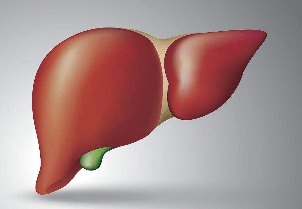 肝脏是人体最大的消化腺,也是最重要的器官之一,喝酒,熬夜,高脂肪