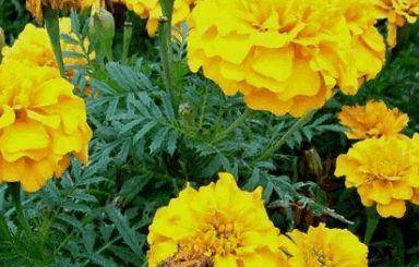 松果菊的功效和用法 64babd3242014d91911406ff17df03ea.jpeg