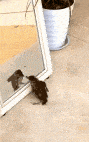 搞笑gif段子:强悍的女汉子,明知道不是对手却不畏惧