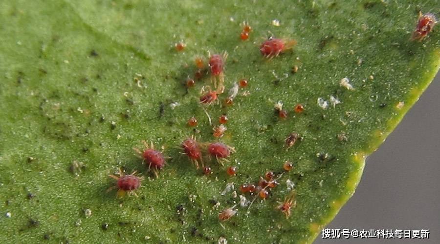 在农户面前也是无人不知,无人不晓,红蜘蛛繁殖很快,会危害叶片,严重时