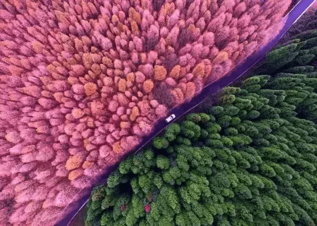 王花朵 8d019890f79347eb807b66035c580e8a.png