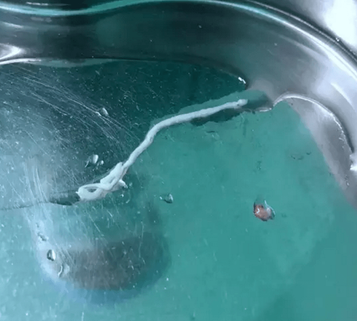 海外包裹现异常!上海邮局海关查获406只活体蚂蚁
