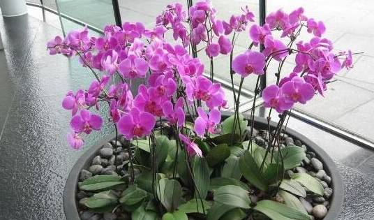 蝴蝶蘭,園林綠化公司