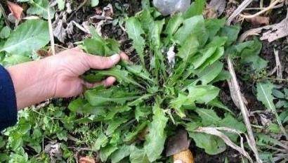夏天多吃以下野菜,清热泻火,抗癌,增进食欲,想生病都难