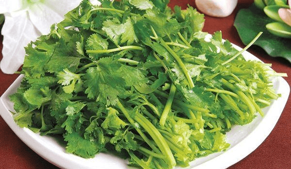 种香菜种子到底要不要泡 72188971063943e6a414649d936f9423.png