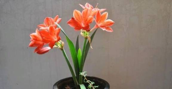 紫根兰用它栽种,球茎又大又圆全是花苞