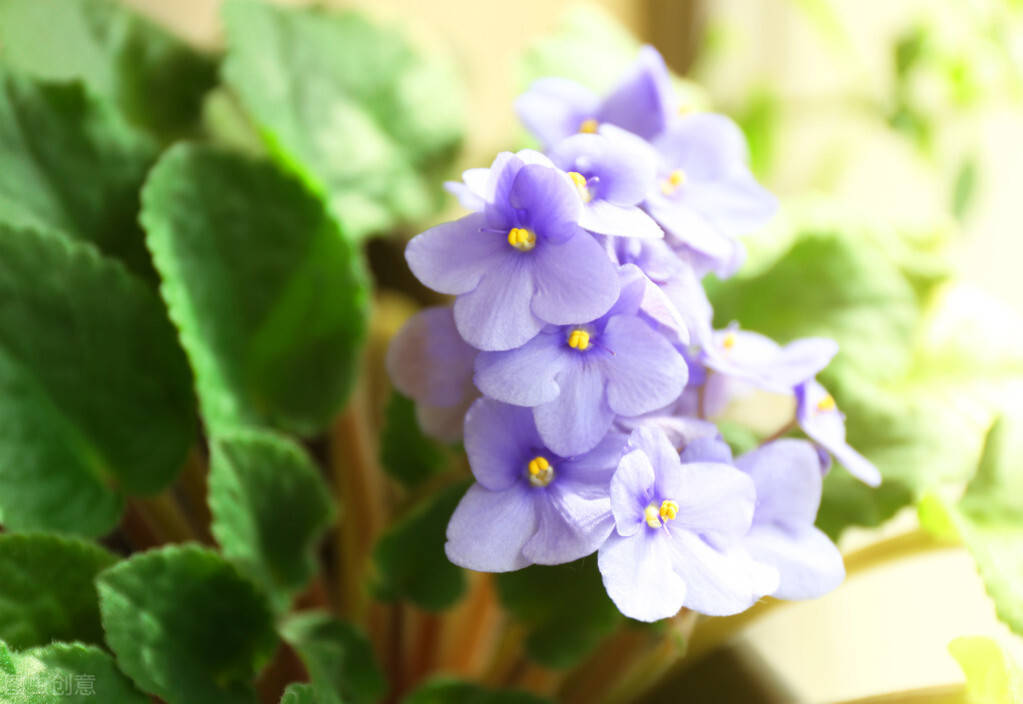 仙客来花茎变软怎么办