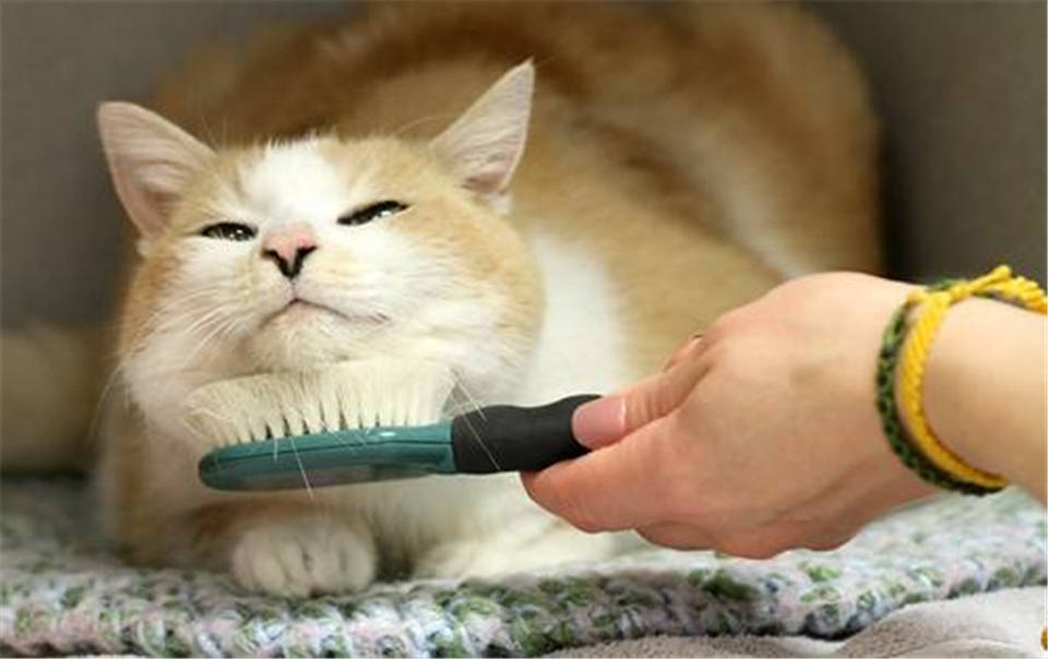 为什么猫一直舔毛