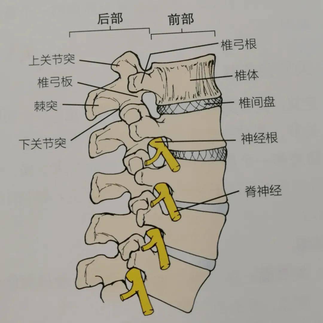 一文了解最易退变的椎间盘!测一下你的腰椎间盘是否损伤?