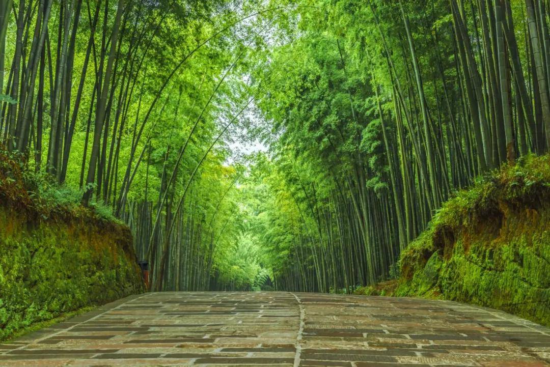 大竹海天团正式出道这些竹林风景线你都去过吗
