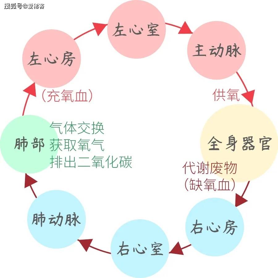 心脏的小小缺损,为什么会发展成艾森曼格综合征?