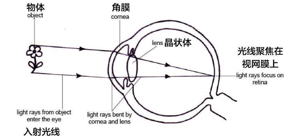 编辑  眯眼会对孩子的眼睛发育产生什么不良影响?