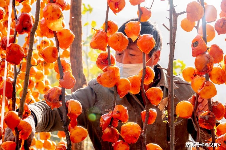 怎样晒柿饼全过程 eab79477d47e4266963b22218c2fbb65.jpeg