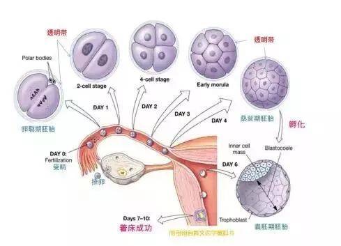 月经周期的20~24天,允许胚胎的植入,而这几天被称之为子宫内膜容受窗