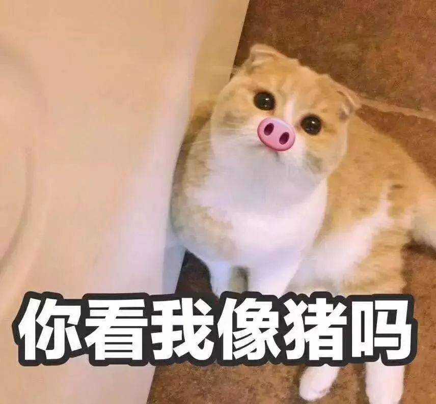 猫咪表情包:你成功引起了我的注意.