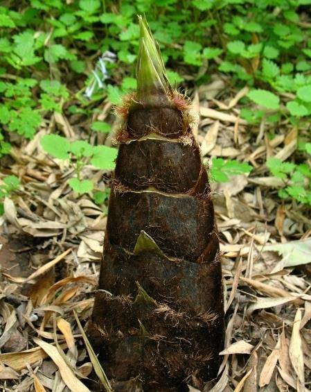 笋是竹子的什么部位 3b93afe4138a41c8b6b65d5c1232159b.jpeg