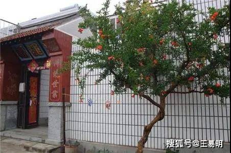 易学老师王易明:大门两边种什么树风水好 有什么风水讲究_手机搜狐网