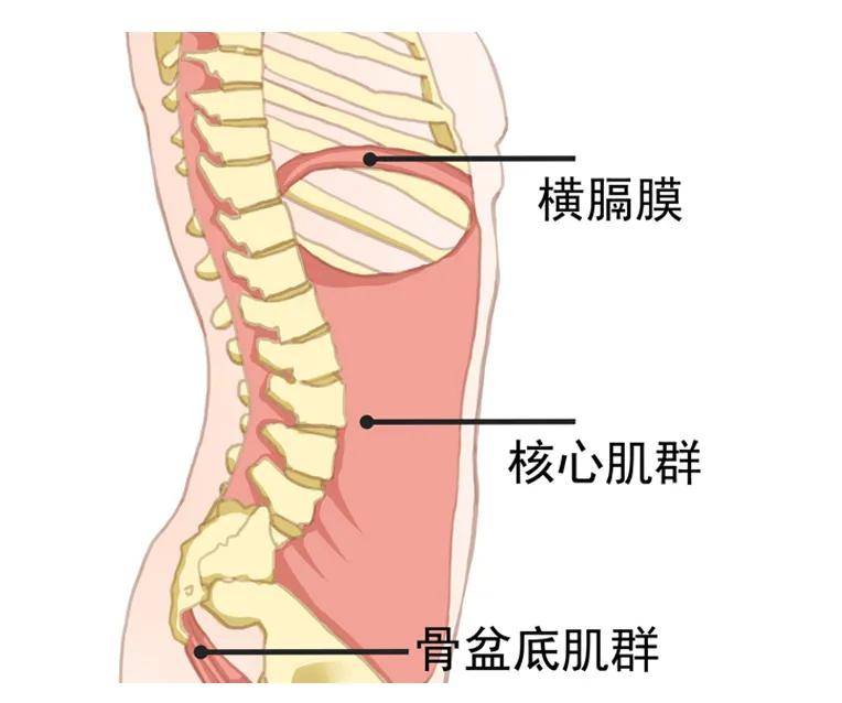 核心运动可以让很多追求完美的人士拥有平坦的小腹,甚至拥有"马甲线"