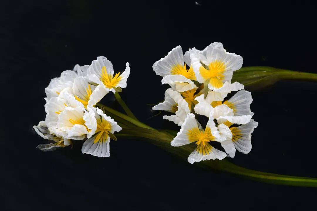 菜花|藏文科普 | “网红”海菜花原来还是“环保花”？？