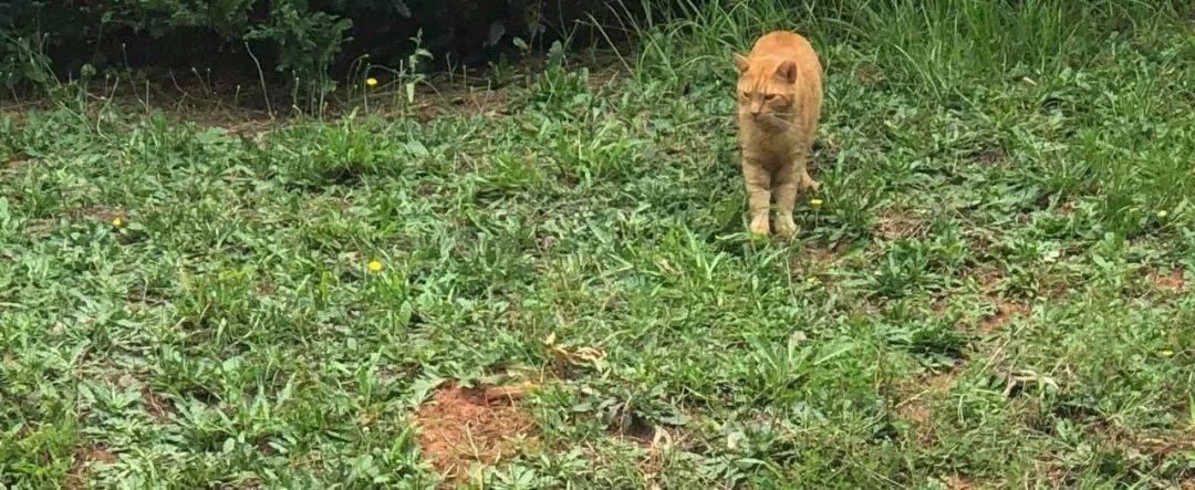 橘猫闯进后院,喂了他一次后,隔天把整个后宫都带来了!