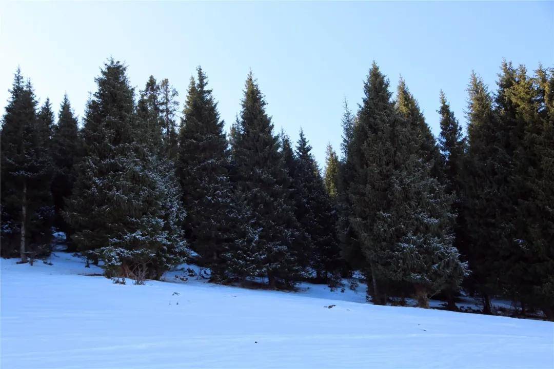 新疆昭苏:挺拔的雪岭云杉