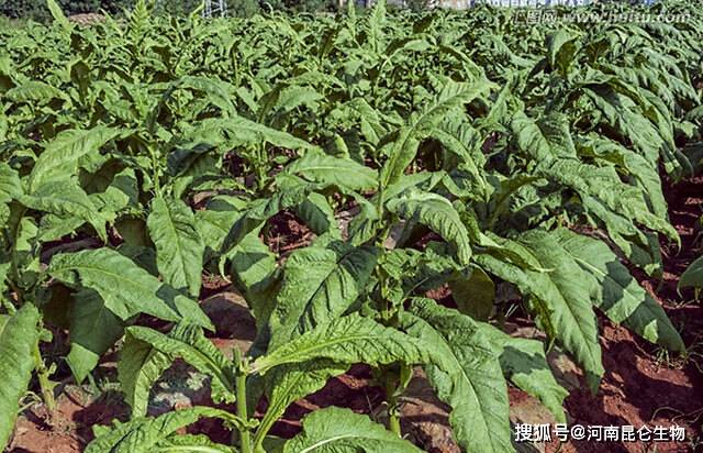 烟草根腐病用什么叶面肥烟草枯萎黄萎施什么肥料烟草软腐烂根怎么用肥