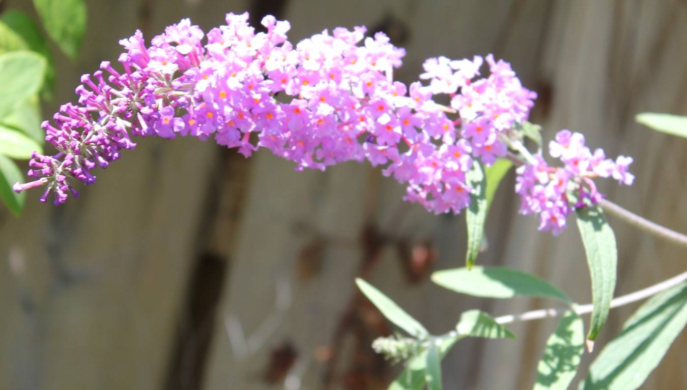 辣蓼草能醉鱼吗 67f61c1c3e16485c81fa85f25d60b375.jpeg