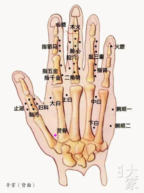 董氏穴位分享:二二手掌部位·灵骨穴(中医分享,仅供参考)