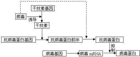 作用|乙肝干扰素作用潜在机制，简介研发历程，具有抗病毒作用