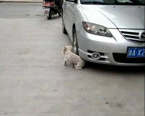 如何给狗狗做一辆小车 dd3e3da260d041838c4801fb23c340f2.jpeg