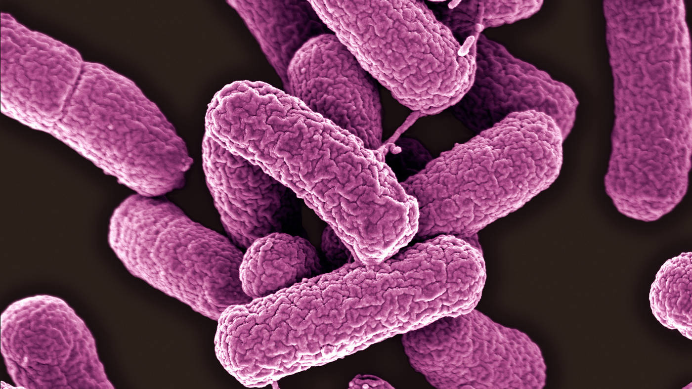 微量抗生素加重大肠杆菌感染情况下断奶仔猪的腹泻和系统炎症 - 知乎