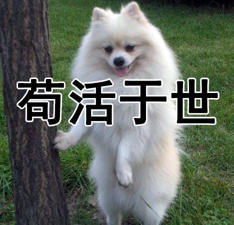 "你太苟了"表情包:做人就是要苟且偷生啦!