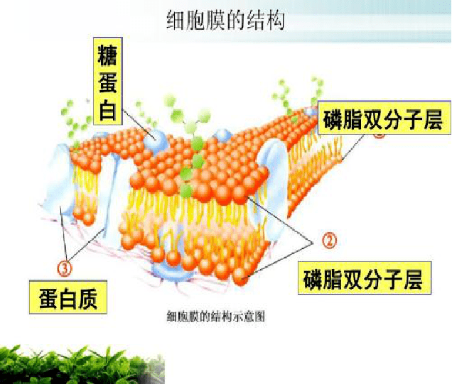 它是由卵磷脂,肌醇磷脂,脑磷脂等组成.