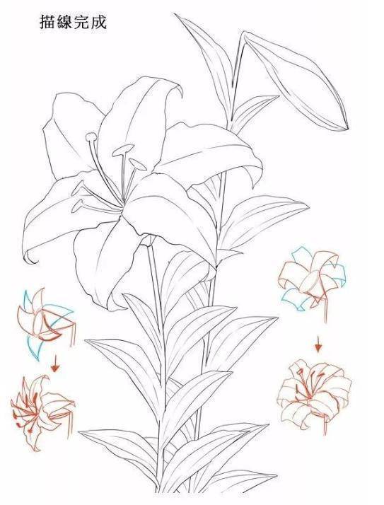 百合花简笔画步骤图解手绘百合花的方法