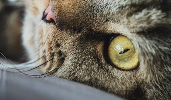 什么宠物猫智商高 294aecb4f79148feabdc36190234c88c.jpeg