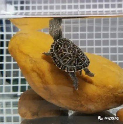 知识|除了养龟，你还会些什么呢？