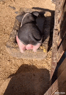带给你们见识一下一边吃饭一边面膜的小猪猪.