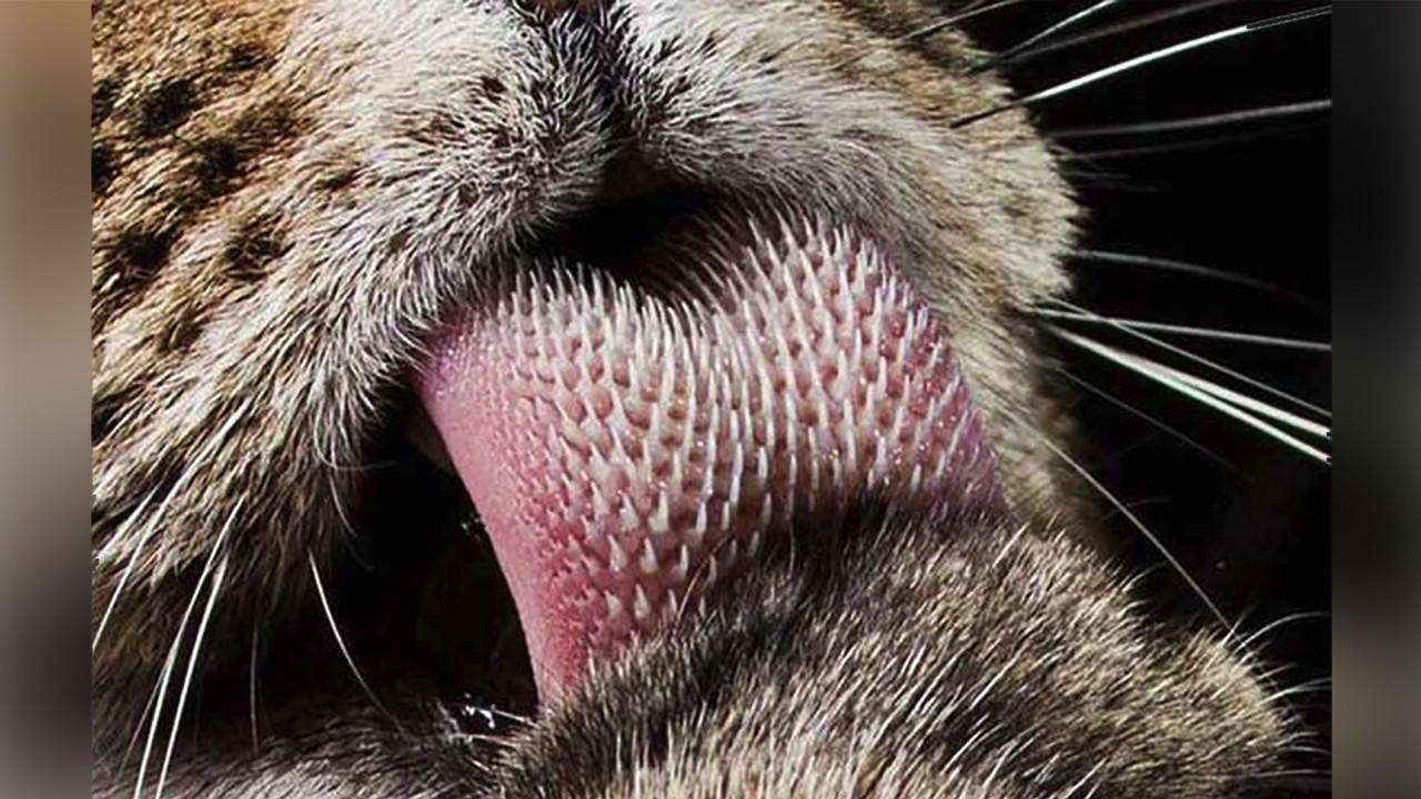老虎舌头又被称为剔骨刀被它们舔一口会掉一层皮吗